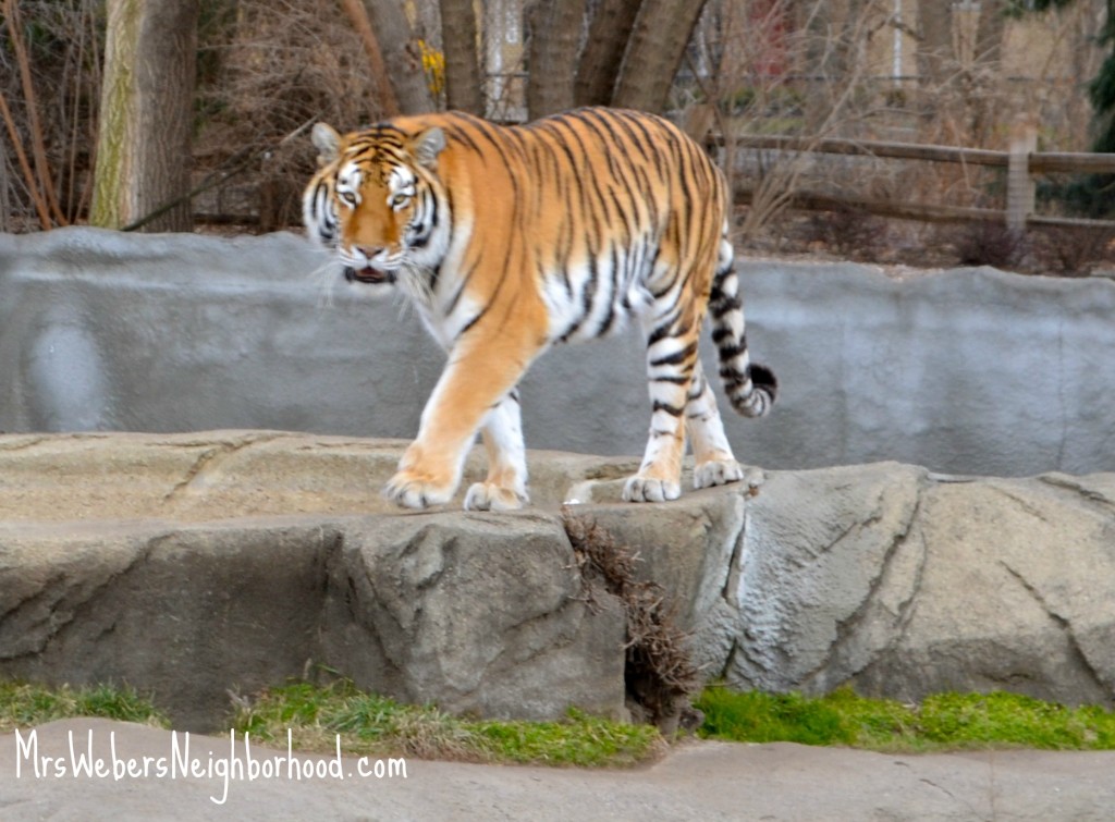 Tiger at the Detroit Zoo