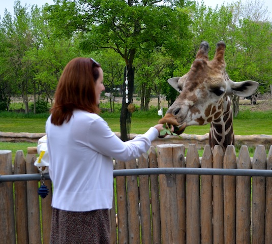 Giraffe Feeding at the Detroit Zoo