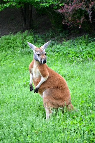 Kangaroo in the Outback at the Detroit Zoo