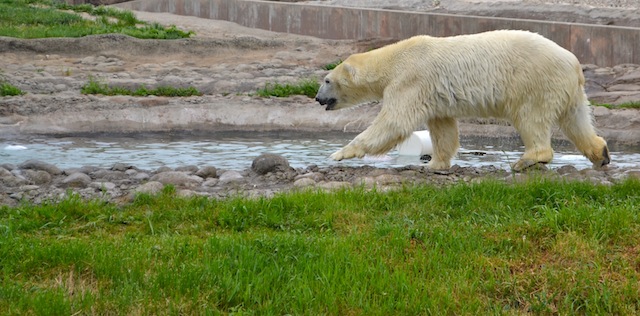 Polar Bear at the Detroit Zoo