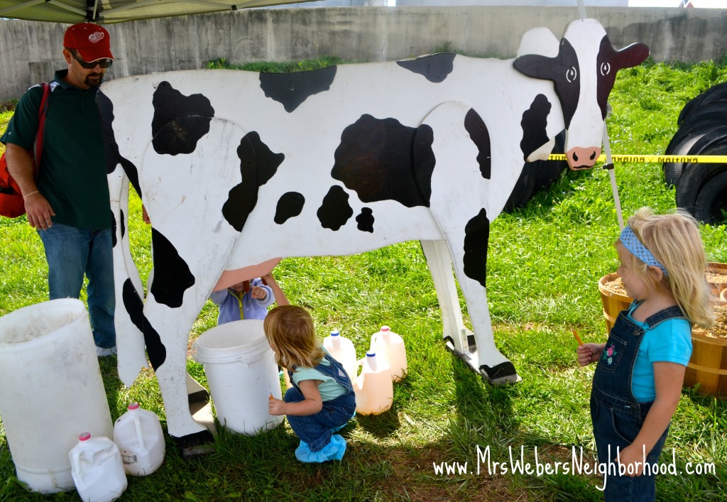 Cow Milking at Breakfast on the Farm