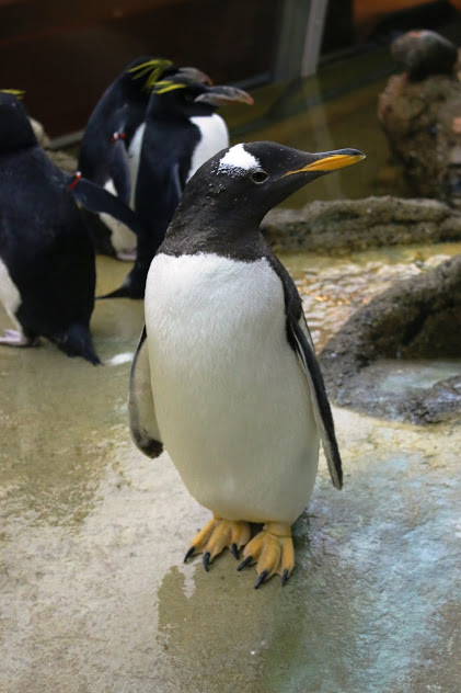 A Gentoo Penguin at The Detroit Zoo. Get inspired and create a penguin work of art for a chance to win a great prizes!