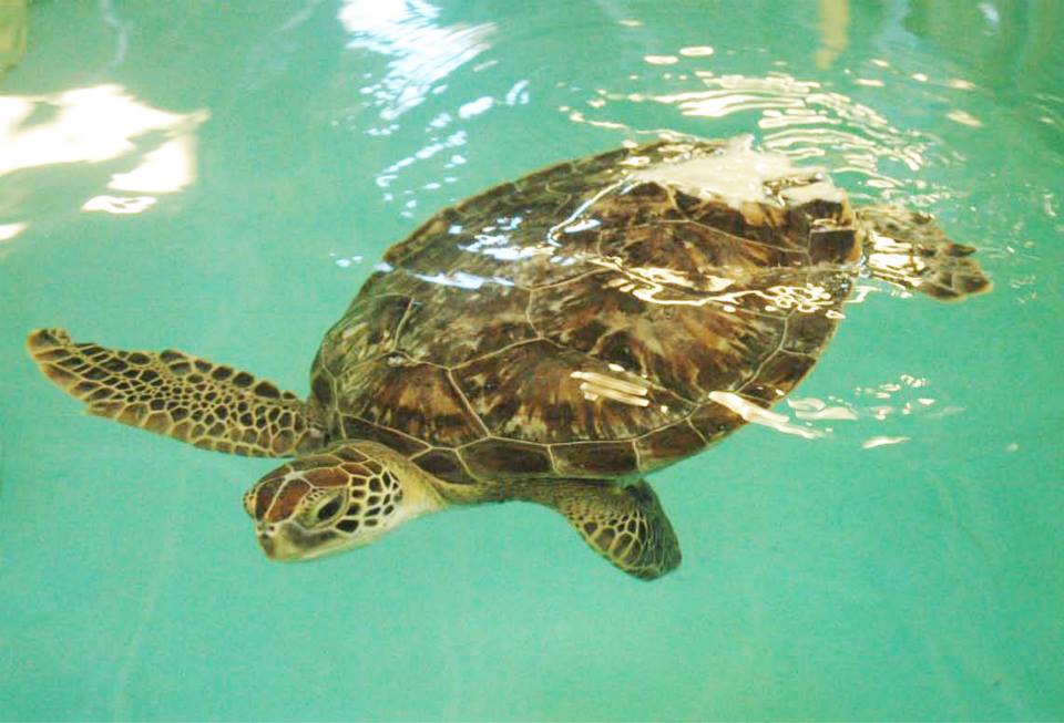Benson the Sea Turtle from SEA LIFE Michigan