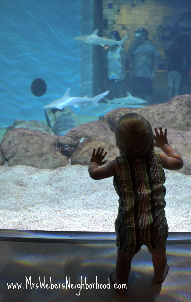 Aquarium at the Toledo Zoo