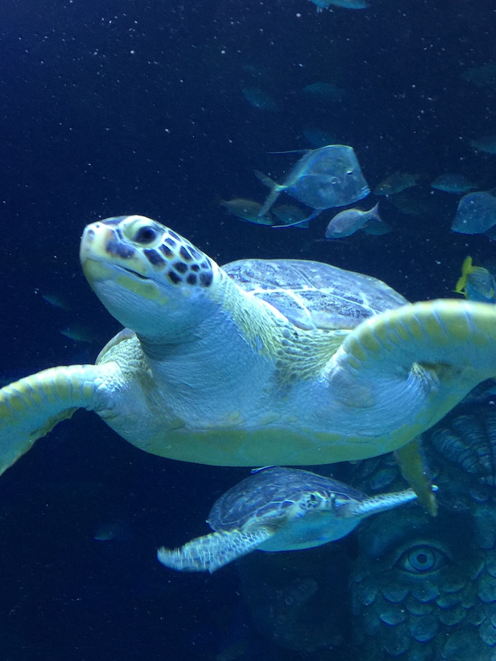 SEA LIFE Michigan Celebrates Second Anniversary With New Rescued Sea Turtle