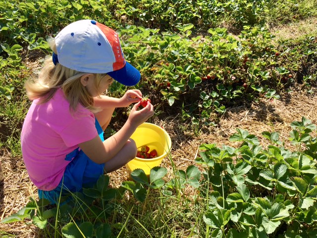 Strawberry Picking at Spicer Orchards in Fenton, Michigan