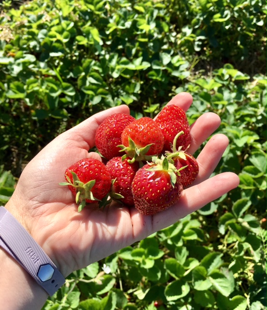 Strawberry Picking at Spicer Orchards in Fenton, Michigan