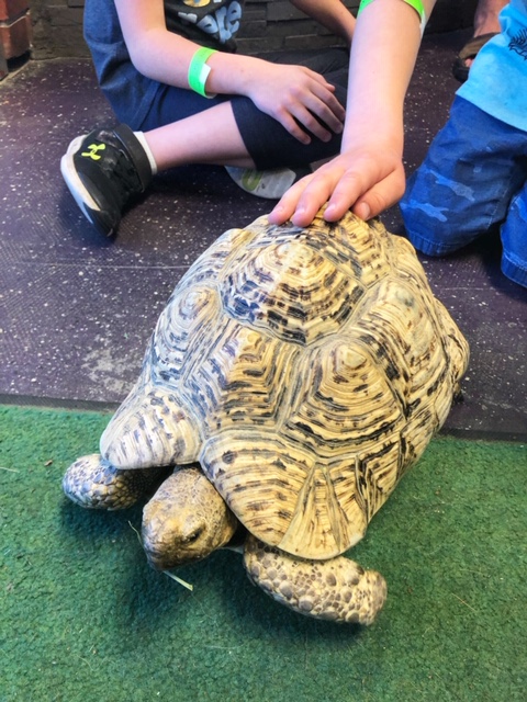 A tortoise named Steve at at The Reptarium in Utica, Michigan