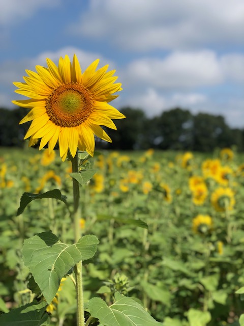 Sunflower Fields in Southeast Michigan