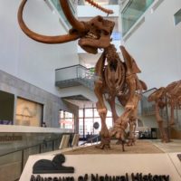 University of Michigan's Museum of Natural History