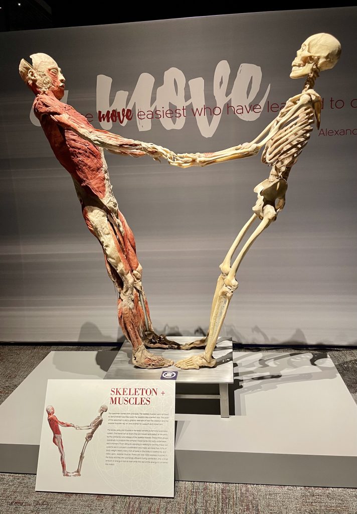 REAL BODIES at Sloan Museum