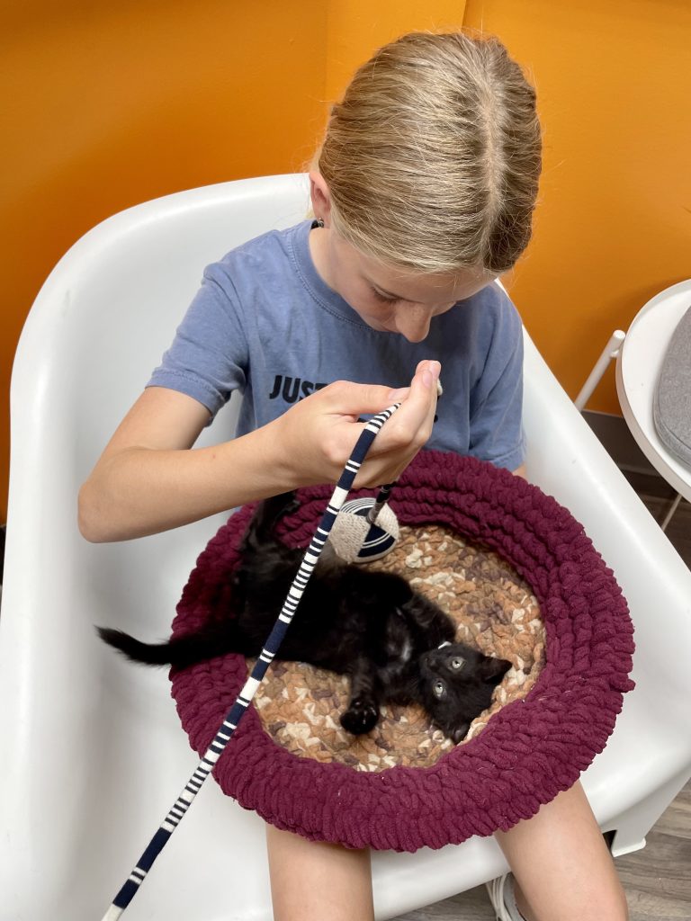 Therapy Right Meow: Cat Cafes in Southeast Michigan