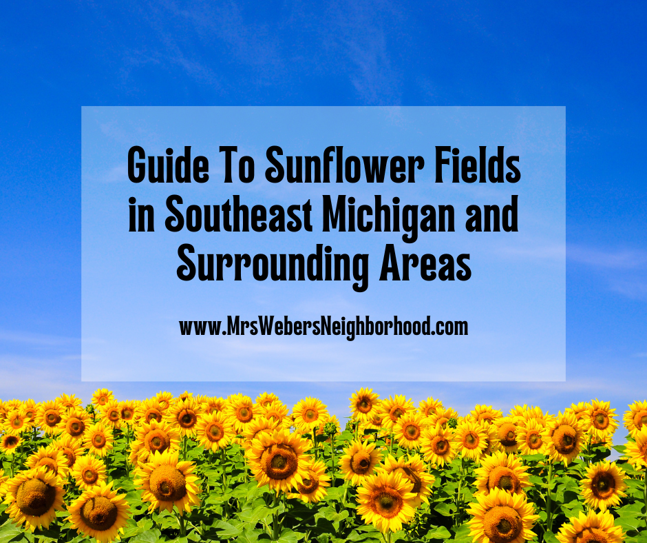 Guide To Sunflower Fields in Southeast Michigan